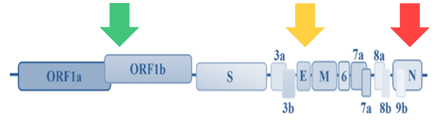 N gene covid test meaning